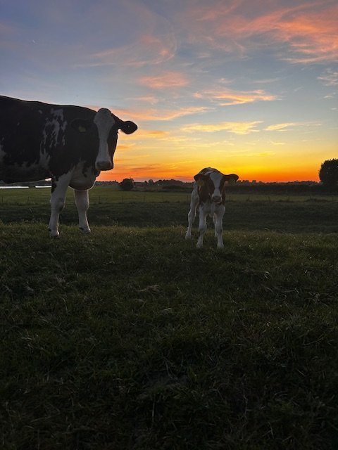 Koe en kalf bij zonsondergang