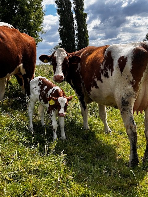 Rood-bonte koe met kalf