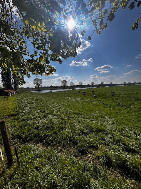 Koeien in het Maaslandschap