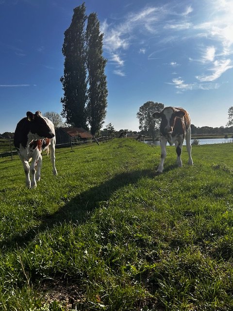Rundvee in de wei