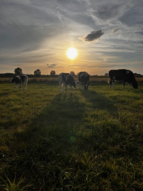 Koeien in de uiterwaarden bij zonsondergang