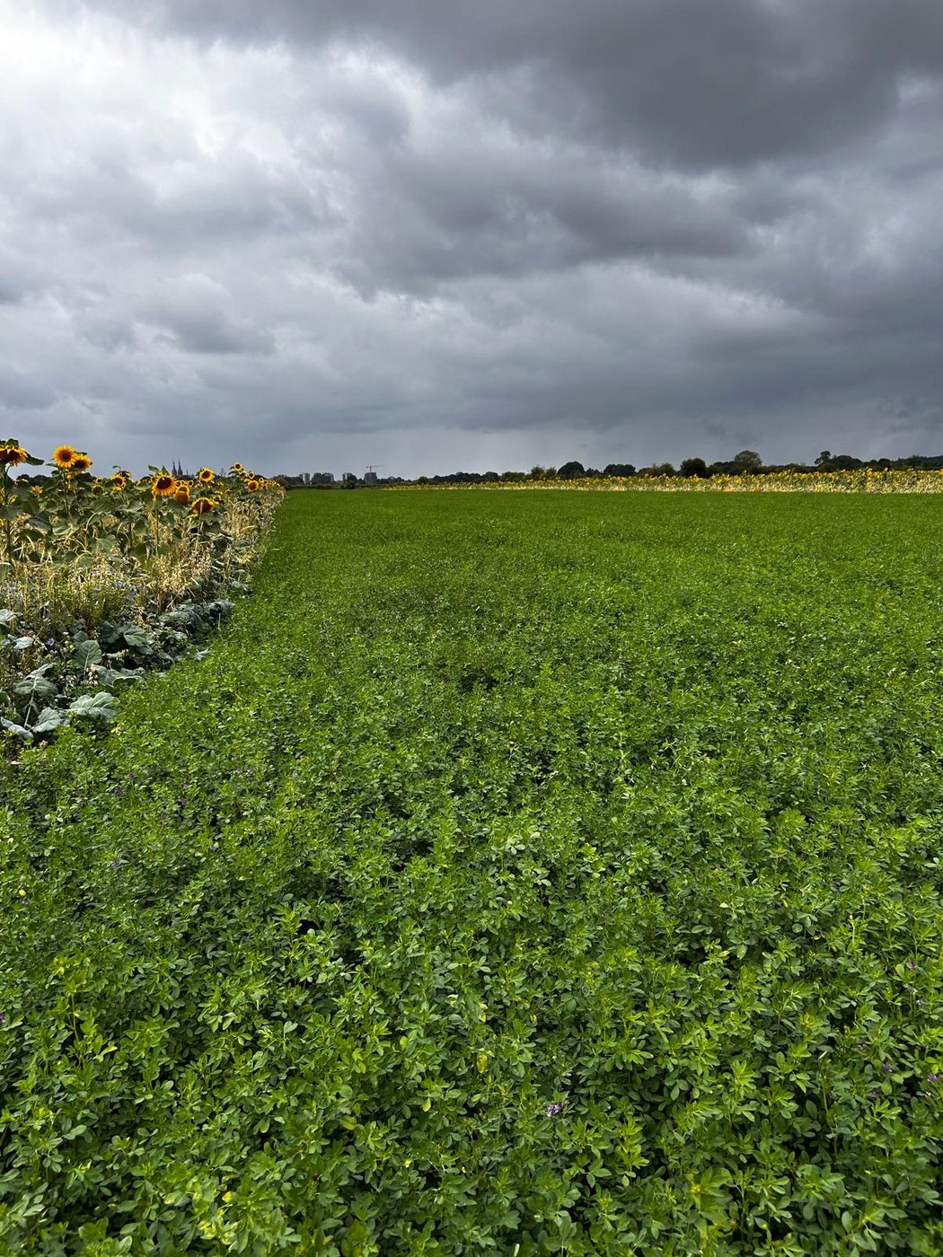 Luzerneveld met een rand van zonnebloemen