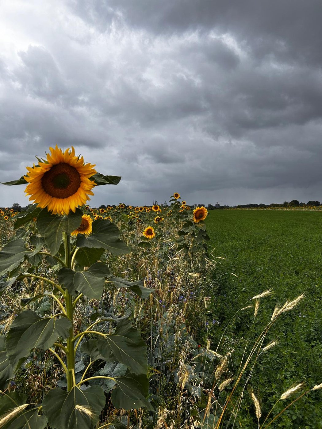 Zonnebloemen langs onze akkers